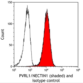 PVRL1/NECTIN1 Antibody 抗体，orb1