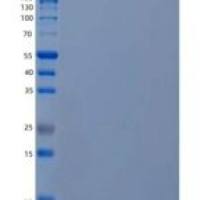 人载脂蛋白A2(APOA2)重组蛋白C-6His