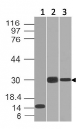 Elastase 3B antibody [CELA3B/1