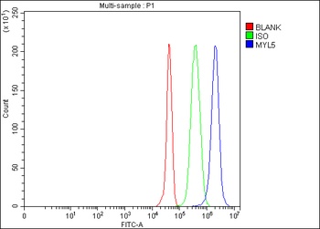 Anti-MYL5 Antibody 抗体，orb17860