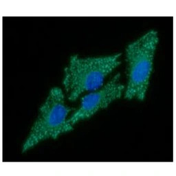 C1qBP antibody [AT1G7]