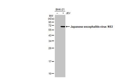 Japanese encephalitis virus NS