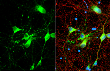 Myelin basic protein antibody 