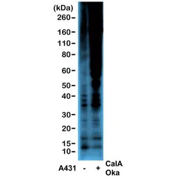 Phosphothreonine antibody [RM1