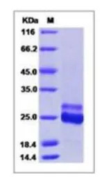 Human K-Ras (G12C / Q61H mutan