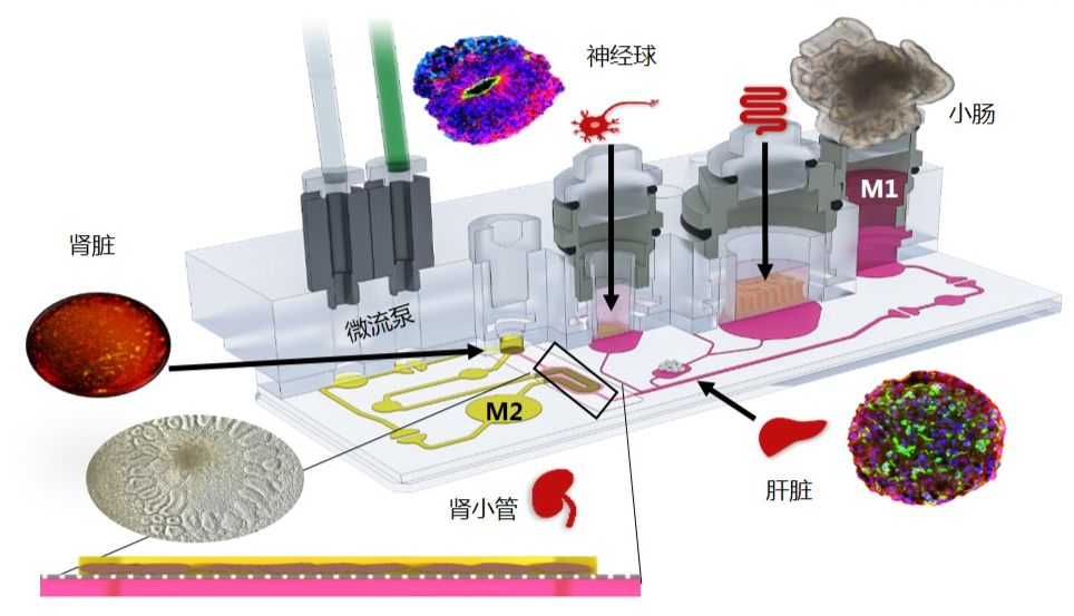 多个类器官串联共培养在药代动力学和药效学研究中的意义
