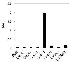 Laminin 511 antibody [12D]