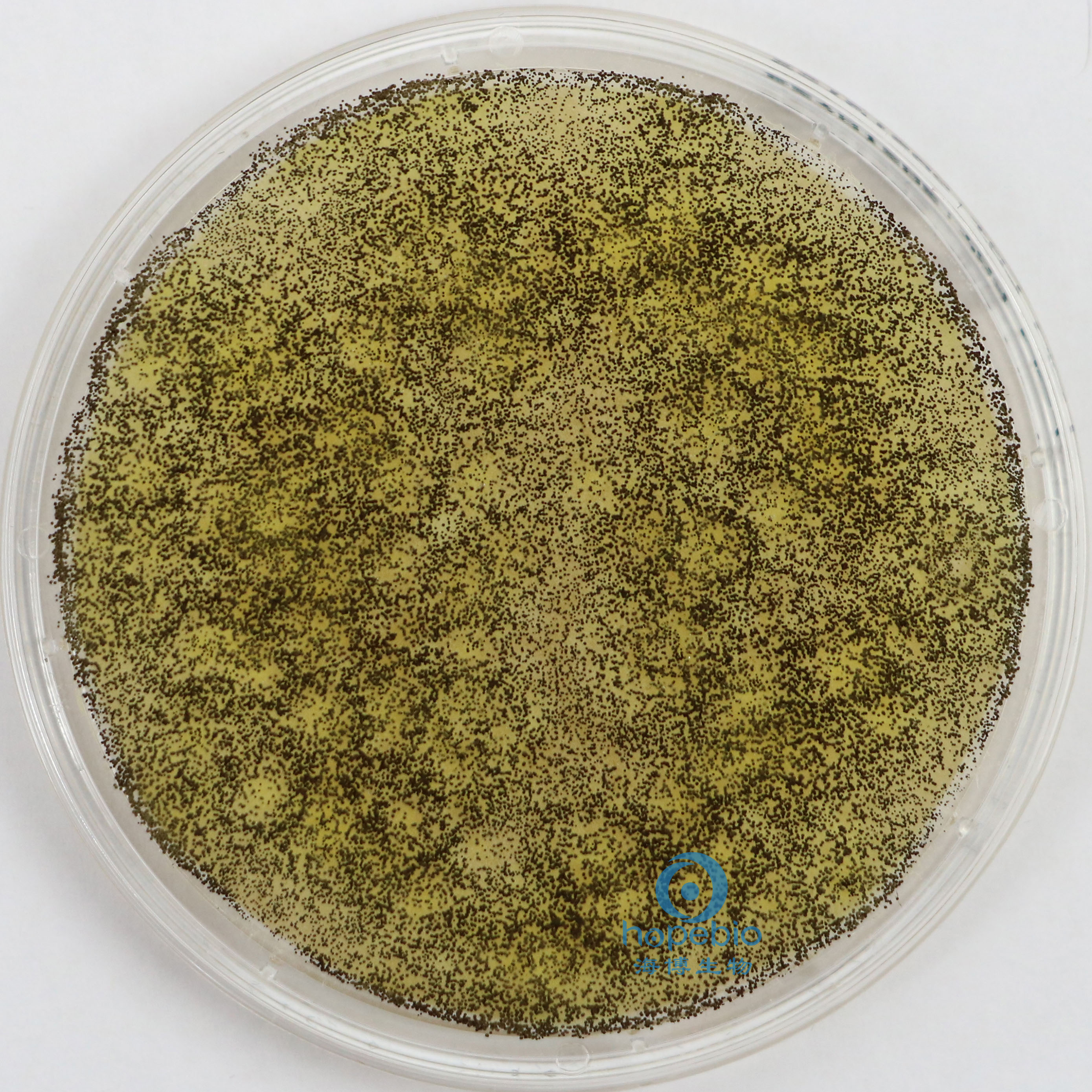 TSA表面接触皿7.5cm（含中和剂）