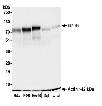 B7-H6 Antibody 抗体，orb1784568，B