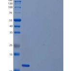 人血小板衍生生长因子BB/PDGF-BB重组蛋白