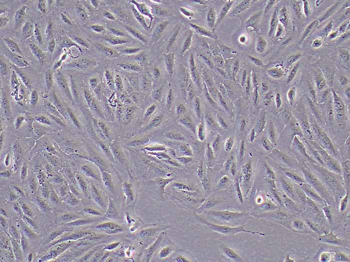 ARPE-19细胞图片