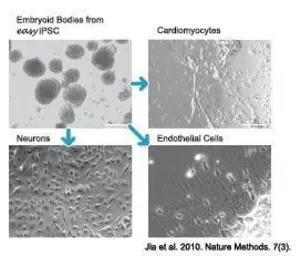 easy iPSC + Antibody Sample Ki