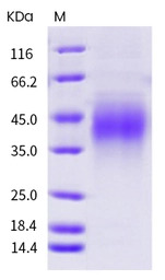 Mouse PD1 protein, His Tag