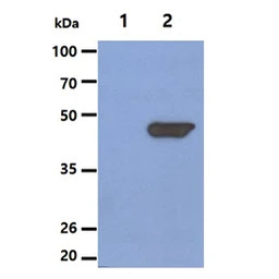 NSE antibody [AT17D10]