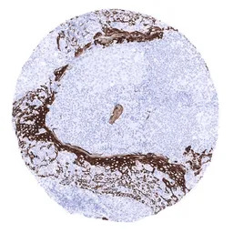 Cytokeratin 15 antibody [MSVA-