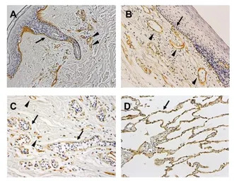 Laminin alpha 3B antibody [F7]
