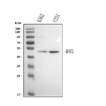 Anti-MAEL Antibody 抗体，orb17437