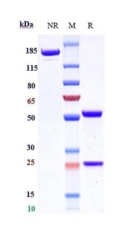 Anti-Integrin a5b1 (ITGA5 & IT