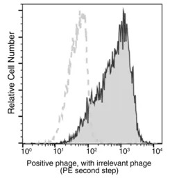 M13 antibody [05] (PE)