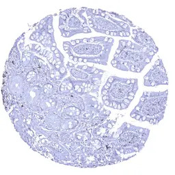 CD22 antibody [MSVA-022R] Hist
