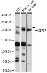 M-CSF Receptor antibody