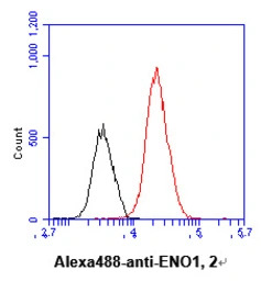 ENO1 + ENO2 antibody [AT1G7]