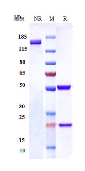 Anti-CEACAM6 / CD66c Reference