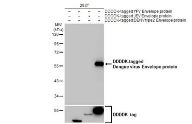 Dengue virus Envelope protein 