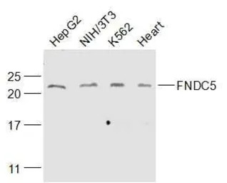FNDC5 antibody