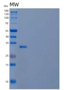 人转录激活因子1(ATF1)重组蛋白C-6His
