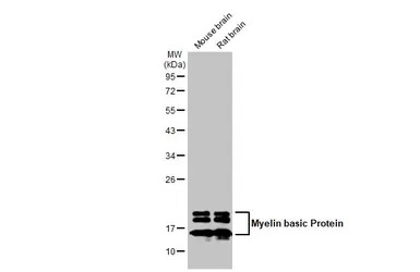 Myelin basic protein antibody 