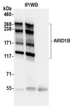 ARID1B Antibody 抗体，orb1806438，