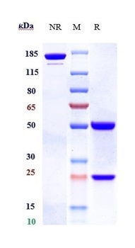 Anti-B7-H4 / VTCN1 Reference A
