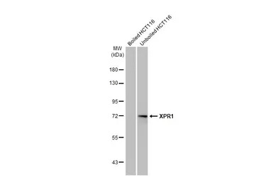 XPR1 antibody [HL2632]