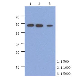 NSE antibody [AT17D10]