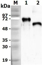 Mouse Progranulins protein