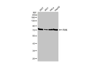 FUS antibody [HL2454]