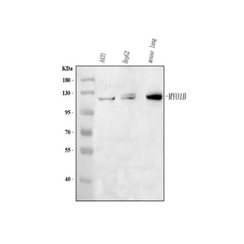 Anti-MYO1B Antibody 抗体，orb1786