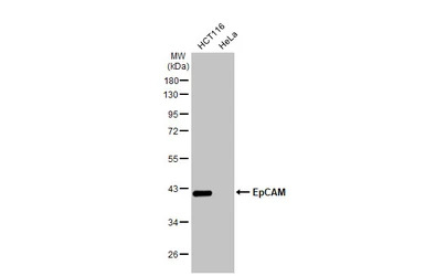EpCAM antibody [HL1338]