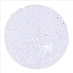 Ki67 antibody [MSVA-267M] Hist