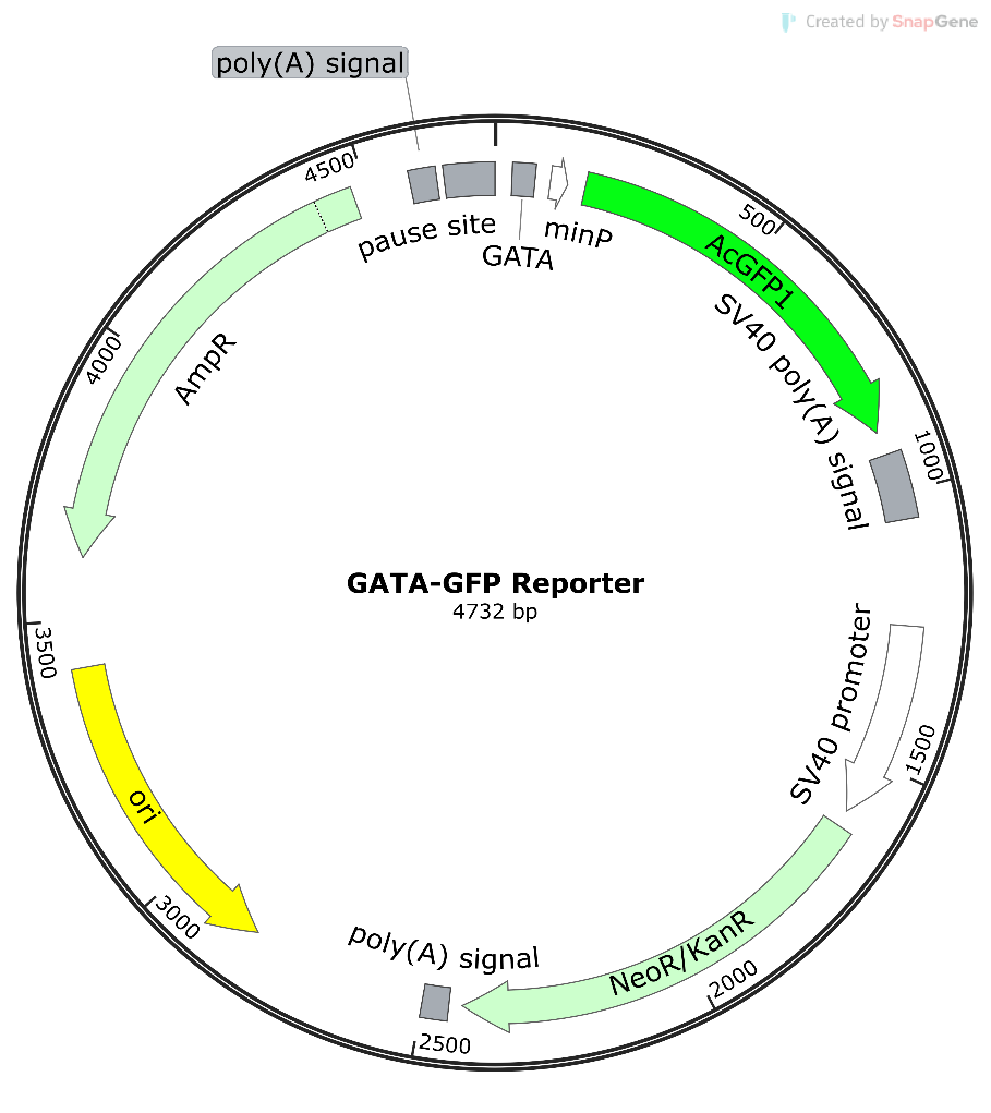 GATA-GFP报告基因质粒