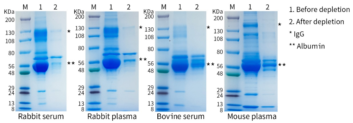 白蛋白与免疫球蛋白G去除试剂盒