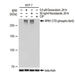 RPB1 CTD (phospho Ser5) antibo