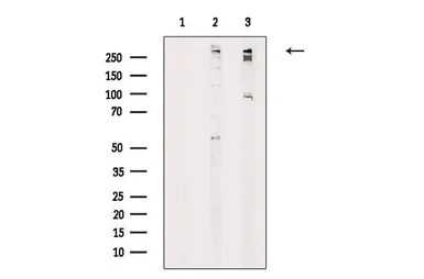 Ki67 (phospho Thr1335) antibod