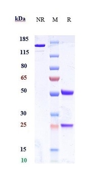 Anti-GLP1R Reference Antibody 
