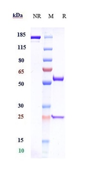 Anti-CSF2 / GM-CSF Reference A