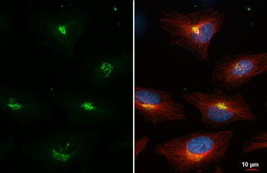 Nucleobindin 1 antibody [HL253
