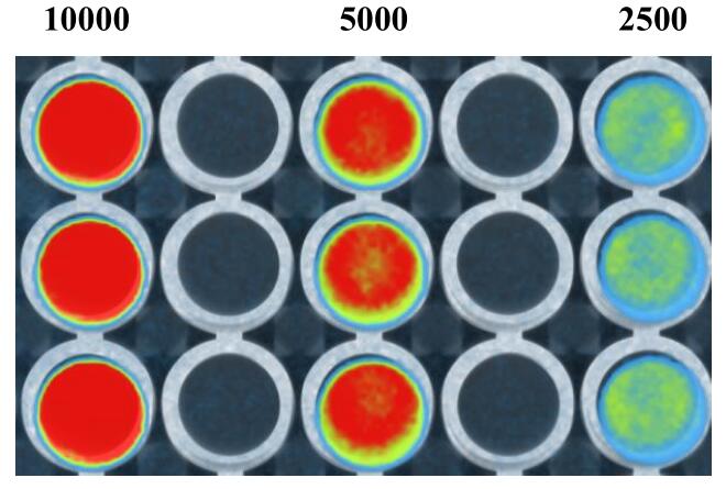HL-60-LUC Luciferase检测图