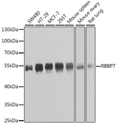 RbAp46 antibody