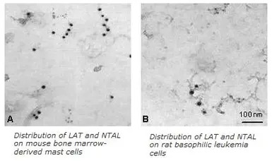 NTAL antibody [PAb (487)]